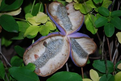 Akebia quinata - akébie pětičetná - puklé plody se semeny v dužině